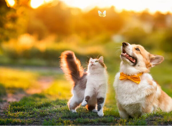 Cute,Fluffy,Friends,A,Cat,And,A,Dog,Catch,A