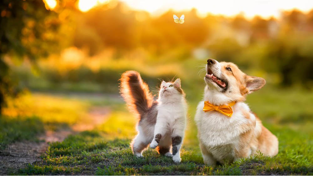 Cute,Fluffy,Friends,A,Cat,And,A,Dog,Catch,A